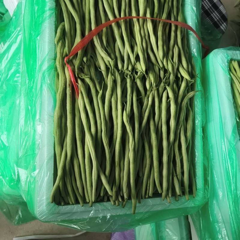 甘肃架豆王豆角大量有货品质优可视频看货