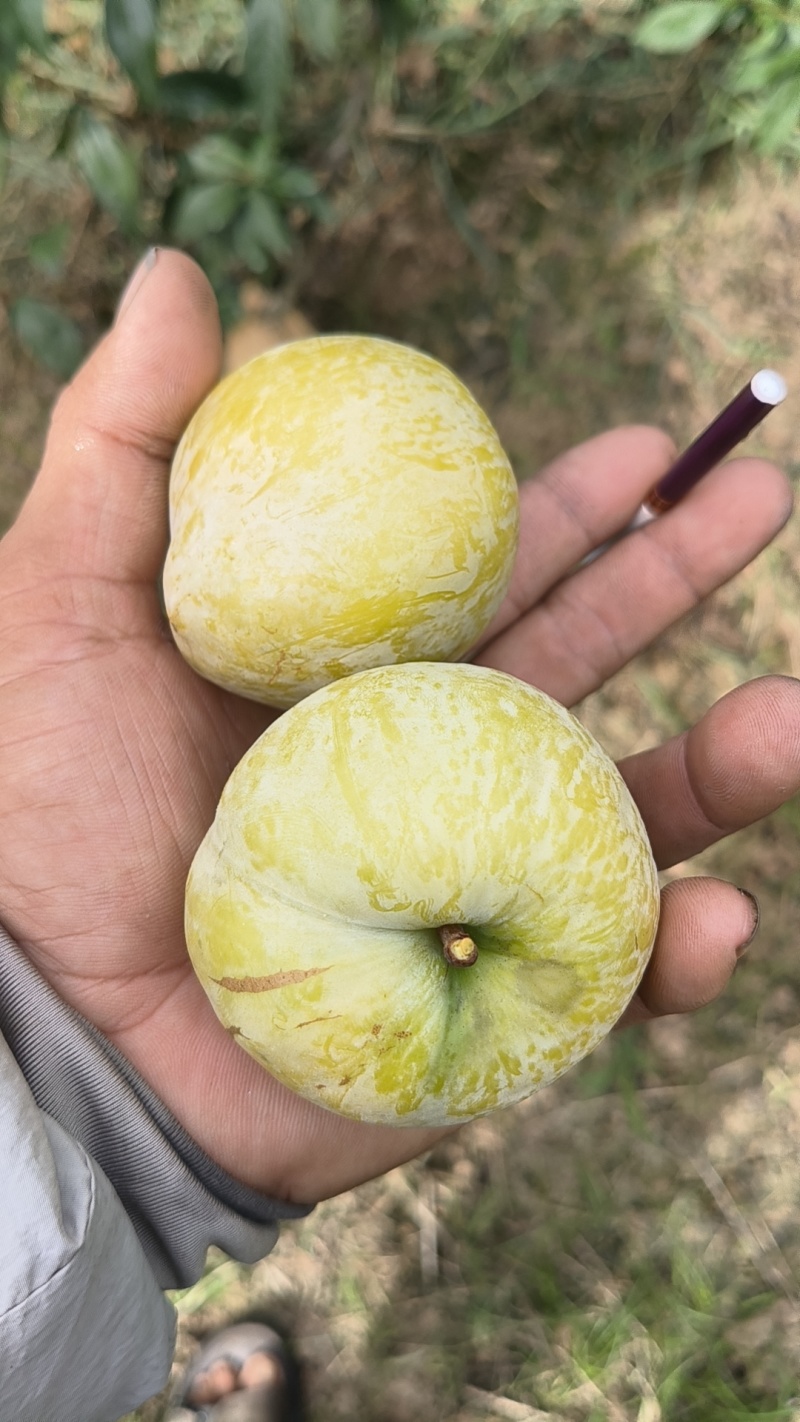 精品奈李大量上市有需要的老板联系说是在一亩田上面看到的。