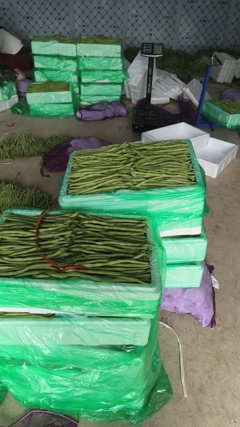 甘肃无筋豆甘肃豆王大量上货品质优现摘现发可视频看货