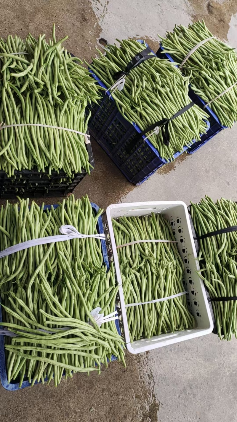 甘肃无筋豆甘肃豆王大量上货品质优现摘现发可视频看货