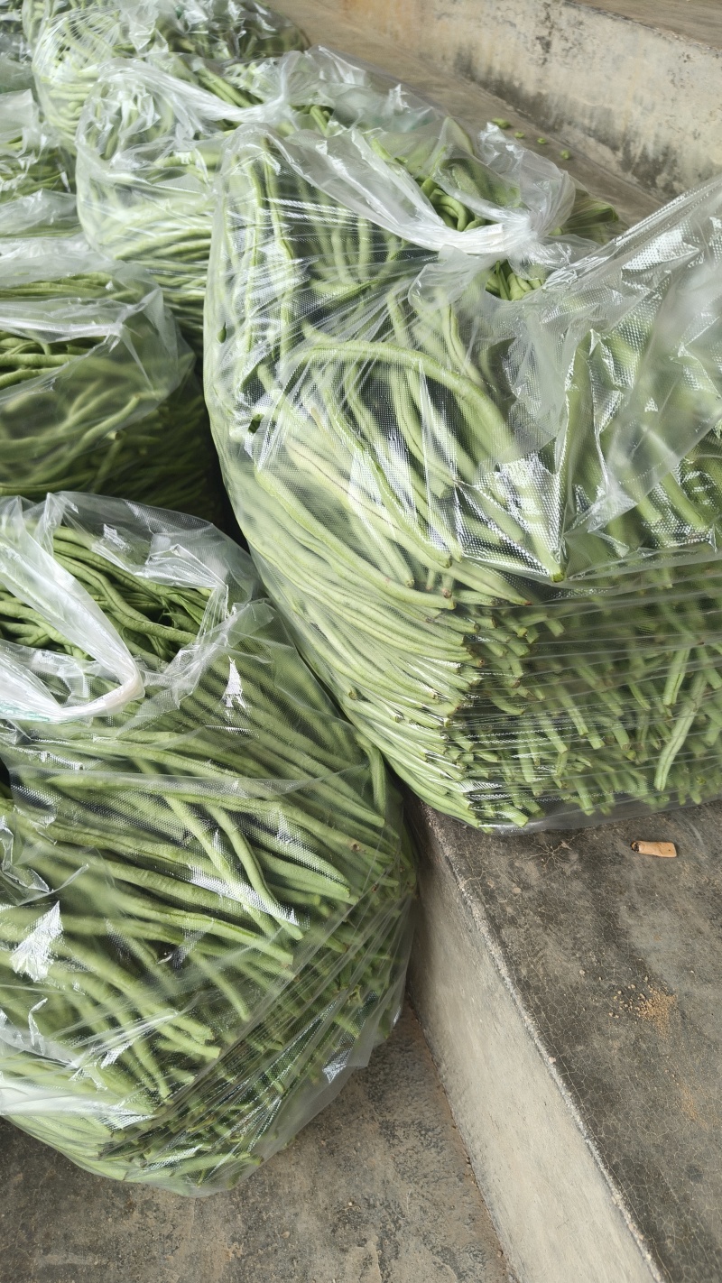 甘肃无筋豆甘肃豆王大量上货品质优现摘现发可视频看货