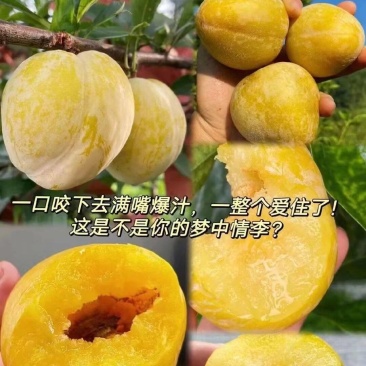 乐昌九峰黄金奈李一件代发5斤10斤
