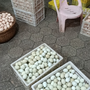 精品乌鸡蛋！货源充足！保质保量！