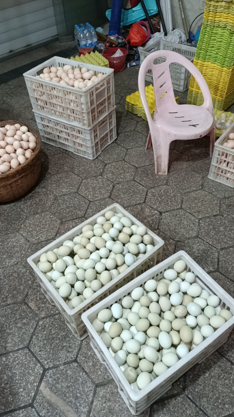 精品乌鸡蛋！货源充足！保质保量！