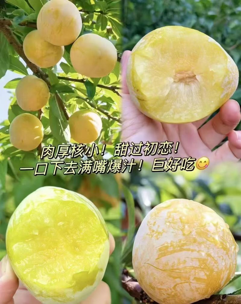 乐昌九峰黄金奈李一件代发5斤10斤