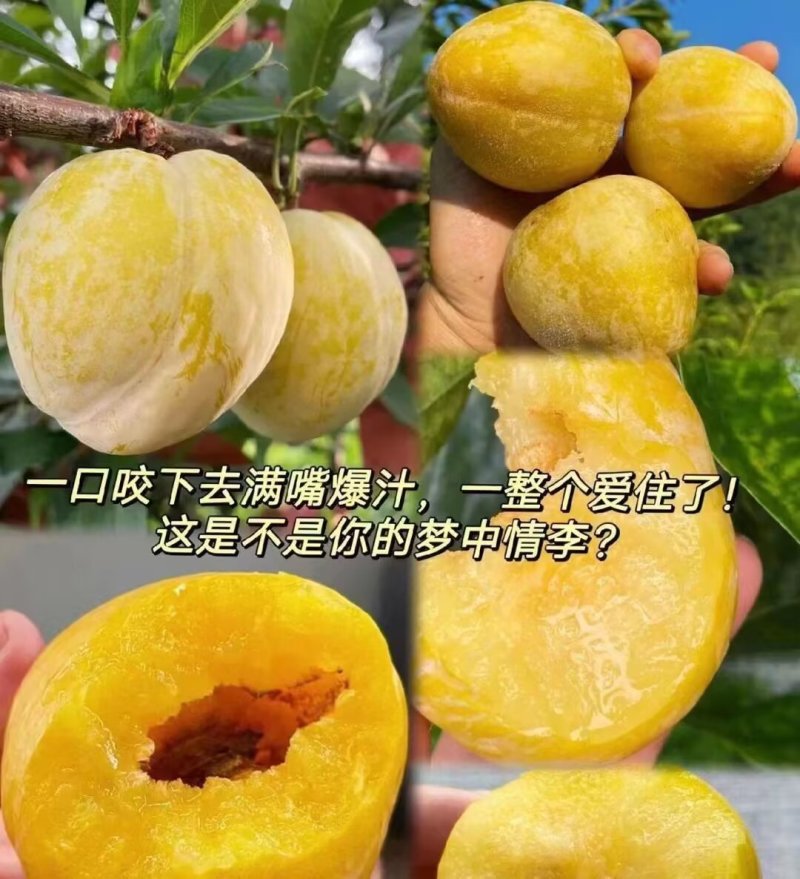 乐昌九峰黄金奈李一件代发5斤10斤