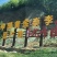 乐昌九峰黄金奈李一件代发5斤10斤