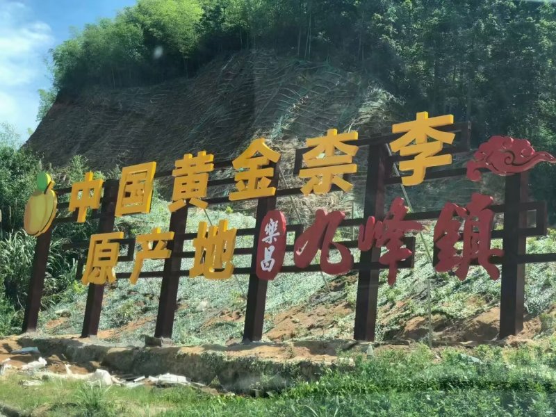 乐昌九峰黄金奈李一件代发5斤10斤