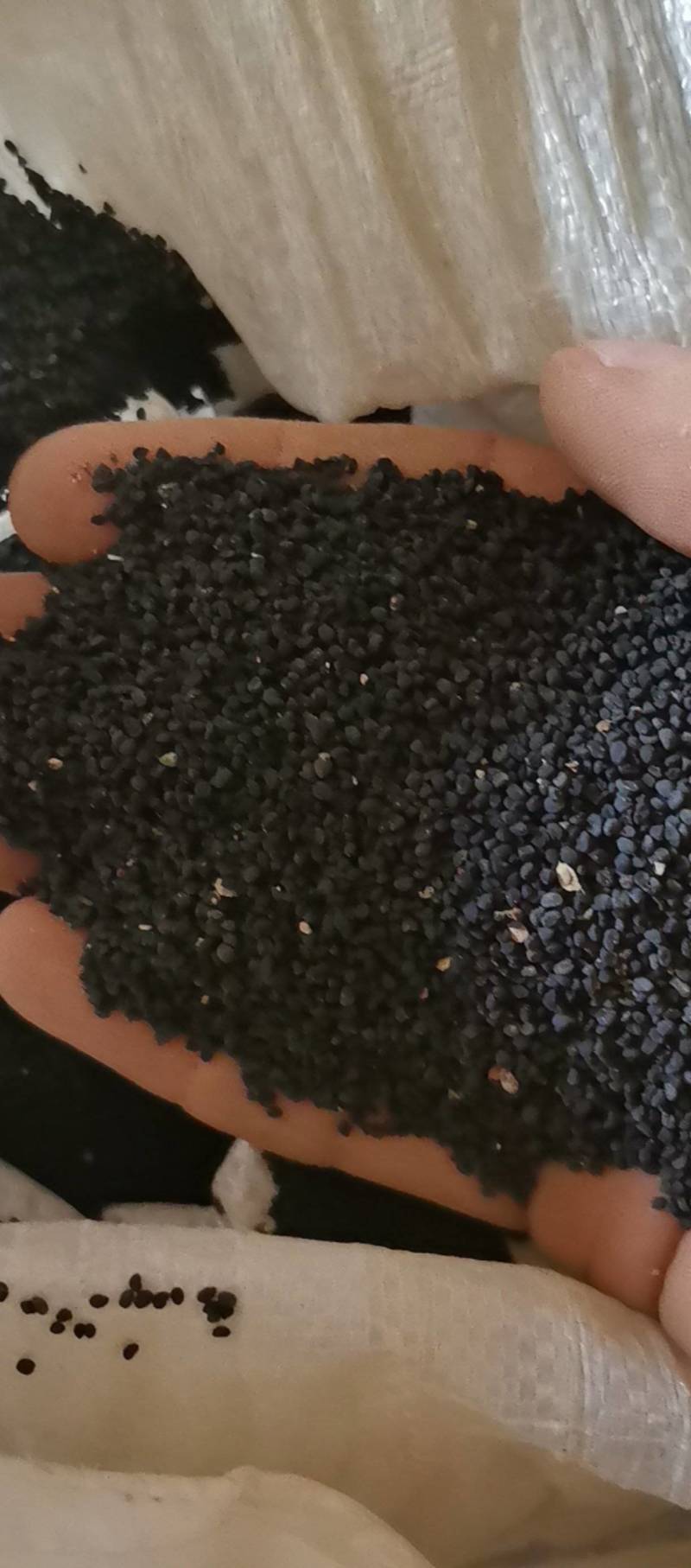 精品纯新黄芩种子