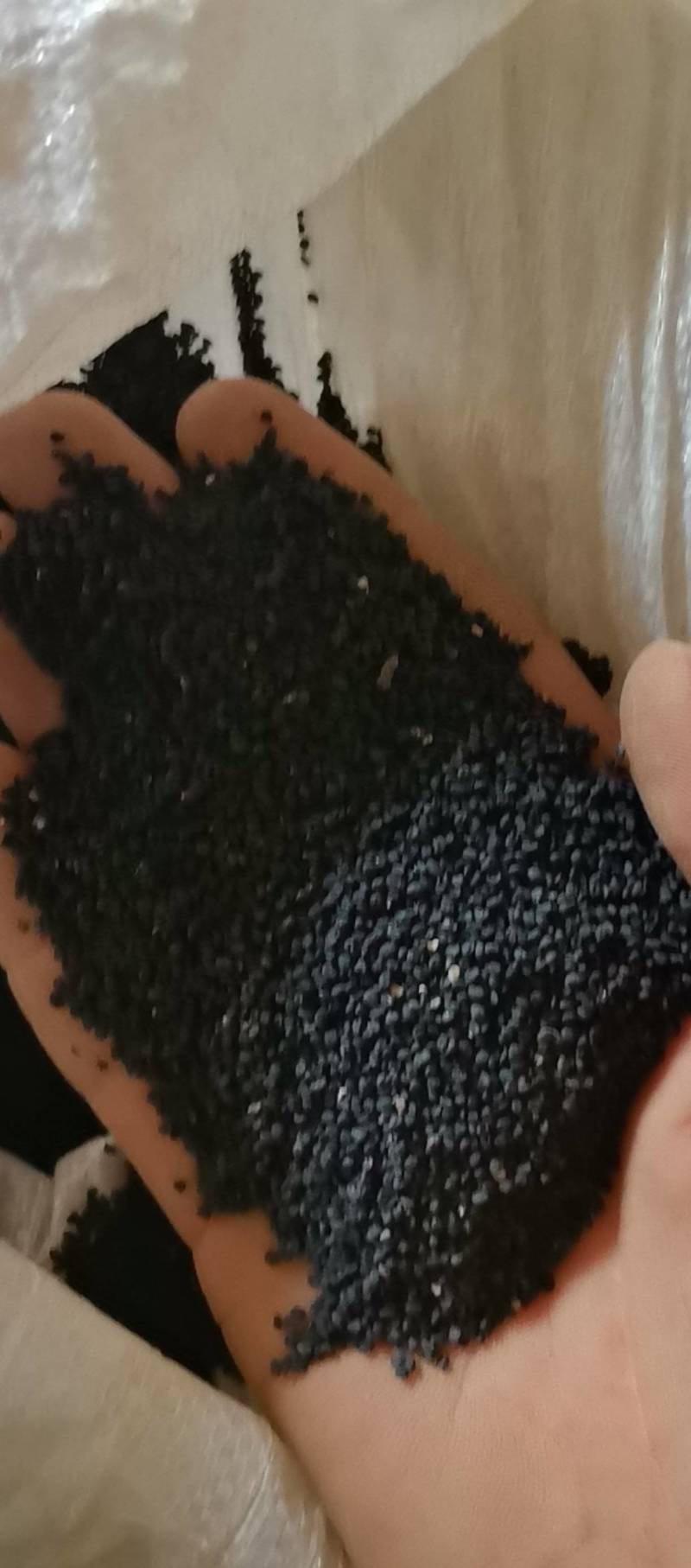 精品纯新黄芩种子