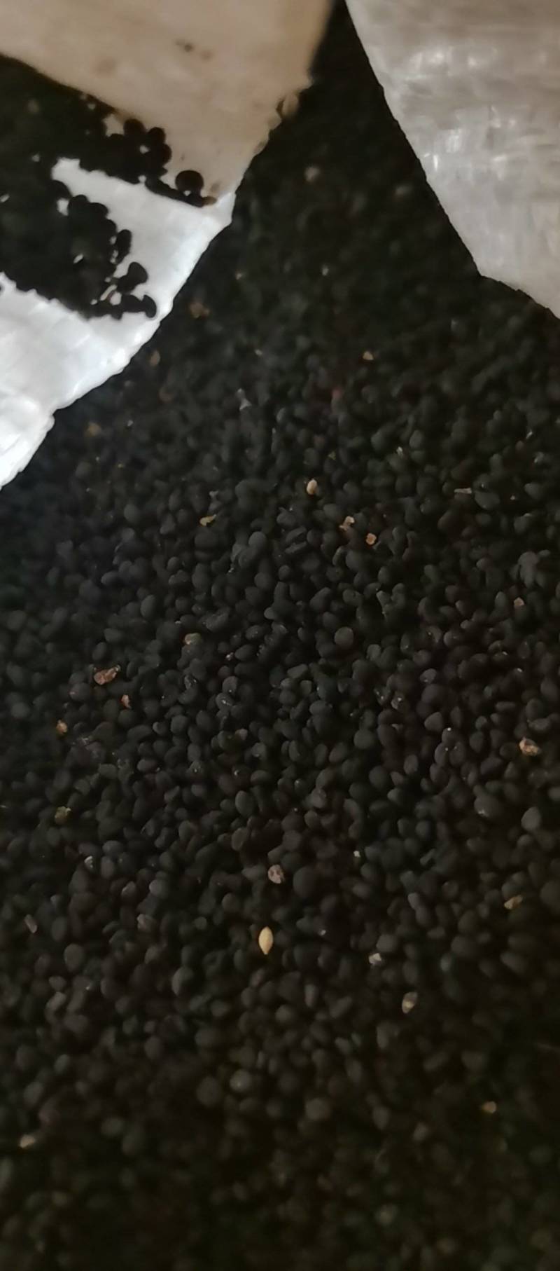精品纯新黄芩种子