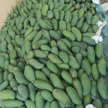 各种各样的芒果