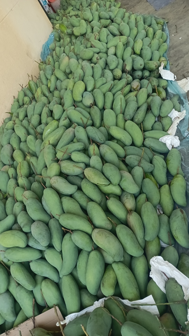各种各样的芒果