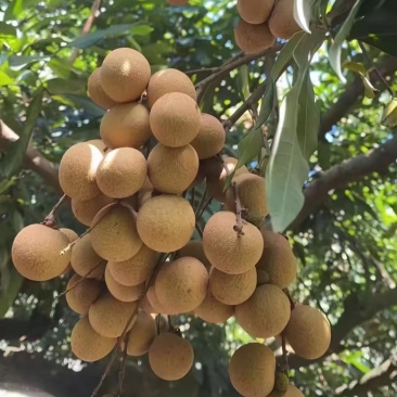 【实力推荐】石峡龙眼大量走货一手货源欢迎各大老板采购