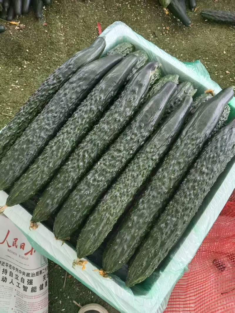 密刺黄瓜品质保证服务周到产地直发价格美丽