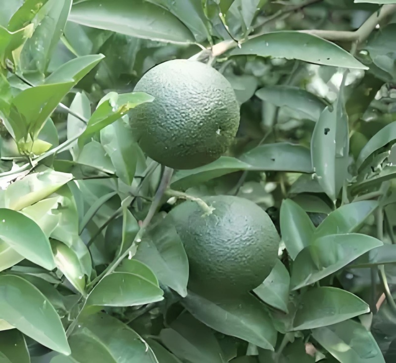 新鲜枳壳2000斤