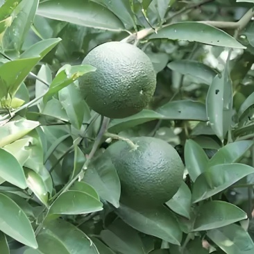 新鲜枳壳2000斤