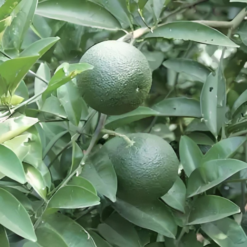 新鲜枳壳2000斤