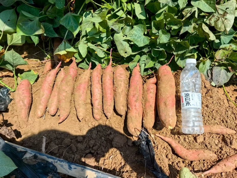 推荐红薯哈密红薯蜜薯基地直供一手货源量大从优全国发