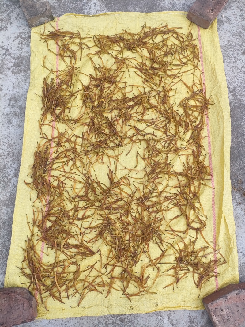 黄花菜干陕西地区纯天气优质蔬菜