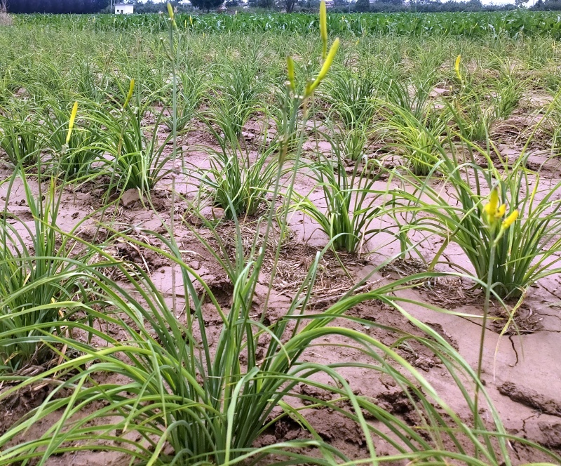 黄花菜干陕西地区纯天气优质蔬菜