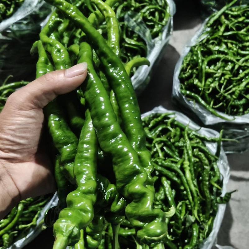 湘西高山辣椒