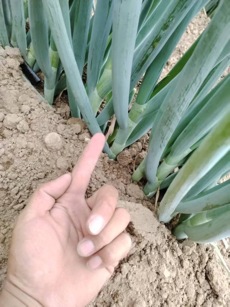 钢葱大量上市，产地直发，品质保证，服务周到，诚信经营