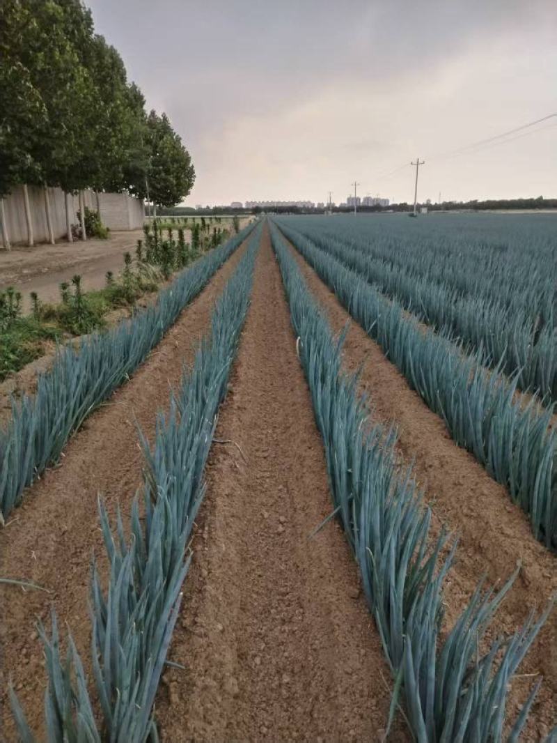 钢葱大量上市，产地直发，品质保证，服务周到，诚信经营