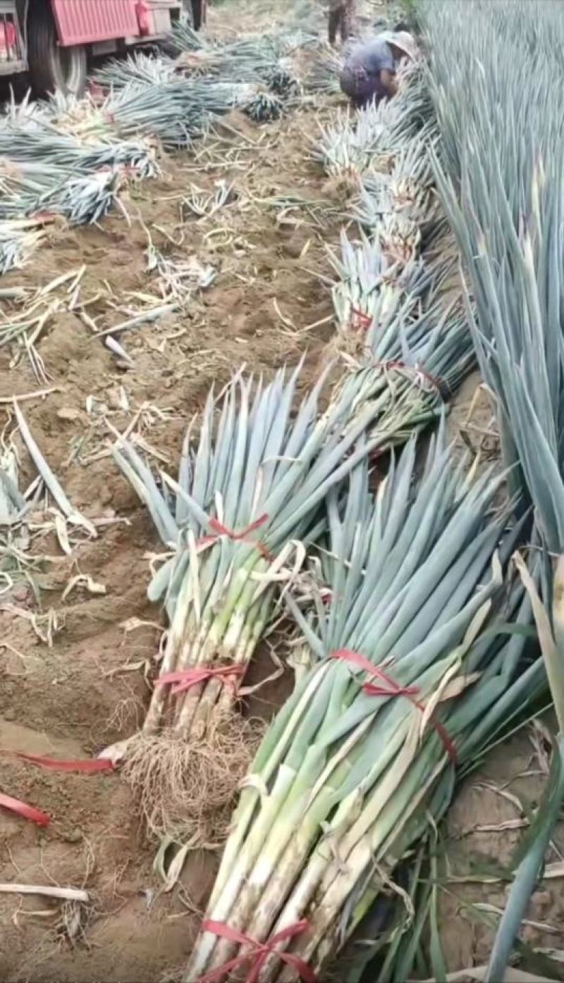 钢葱大量上市，产地直发，品质保证，服务周到，诚信经营