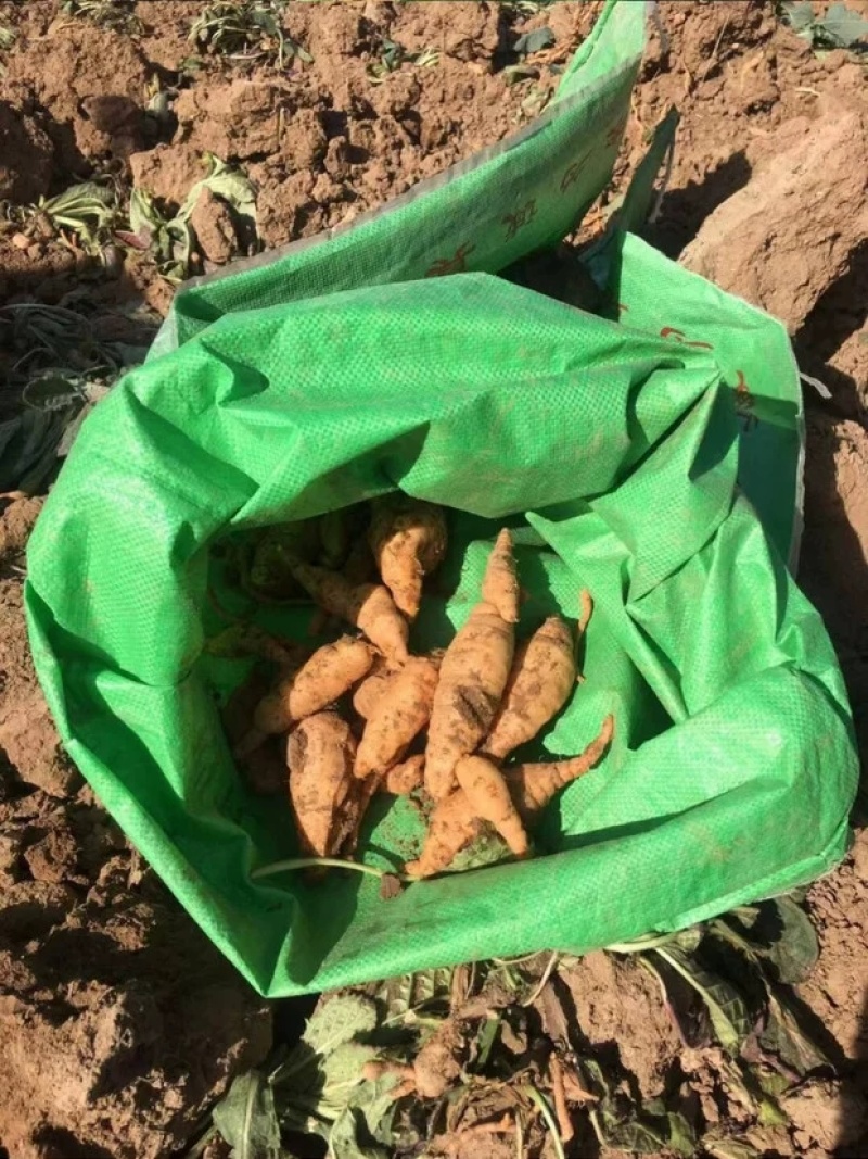 现挖新鲜怀地黄正宗河南焦作怀庆府鲜生地黄做菜特产产地直发