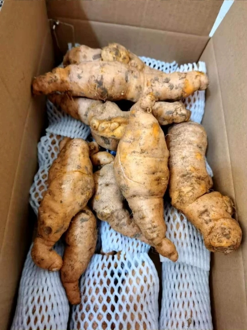 现挖新鲜怀地黄正宗河南焦作怀庆府鲜生地黄做菜特产产地直发