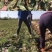 现挖新鲜怀地黄正宗河南焦作怀庆府鲜生地黄做菜特产产地直发