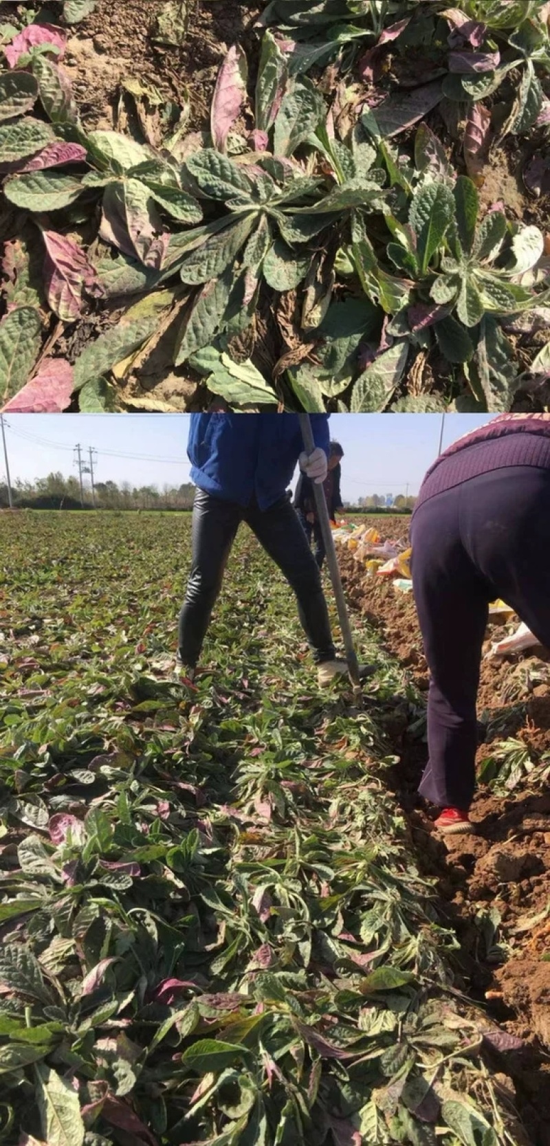 现挖新鲜怀地黄正宗河南焦作怀庆府鲜生地黄做菜特产产地直发