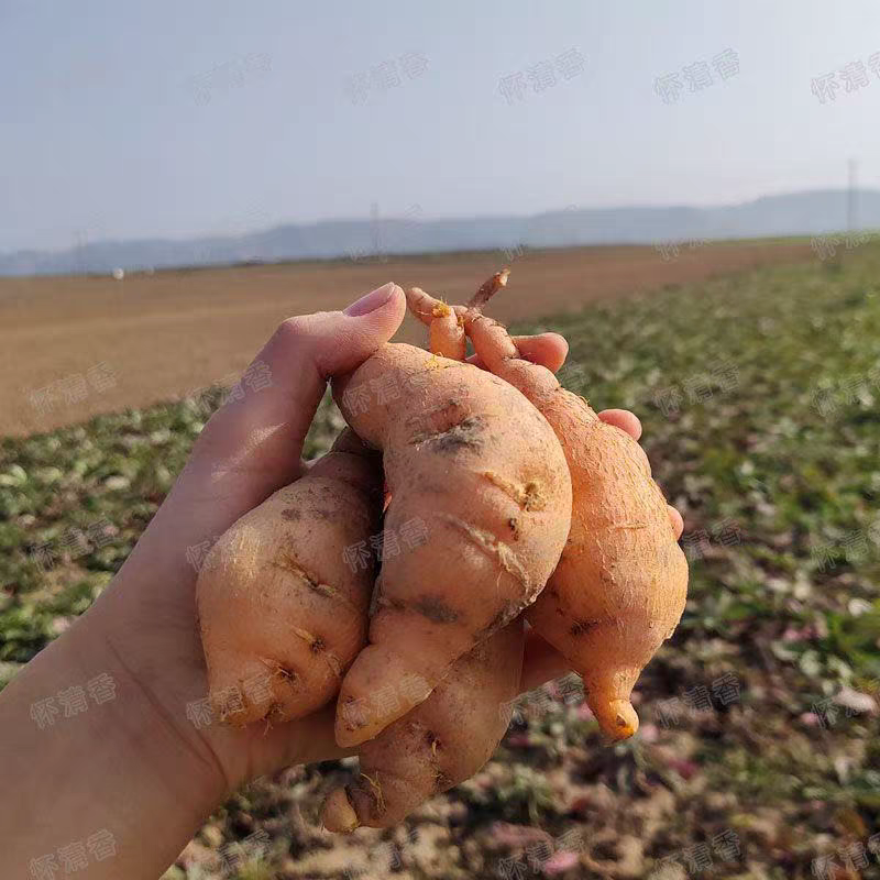 现挖新鲜怀地黄正宗河南焦作怀庆府鲜生地黄做菜特产产地直发