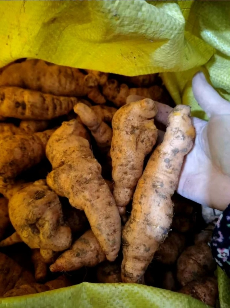 现挖新鲜怀地黄正宗河南焦作怀庆府鲜生地黄做菜特产产地直发