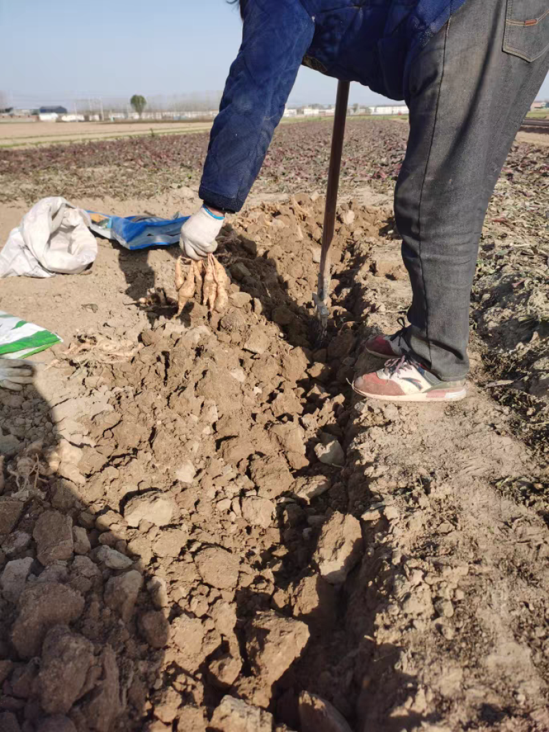 现挖新鲜怀地黄正宗河南焦作怀庆府鲜生地黄做菜特产产地直发