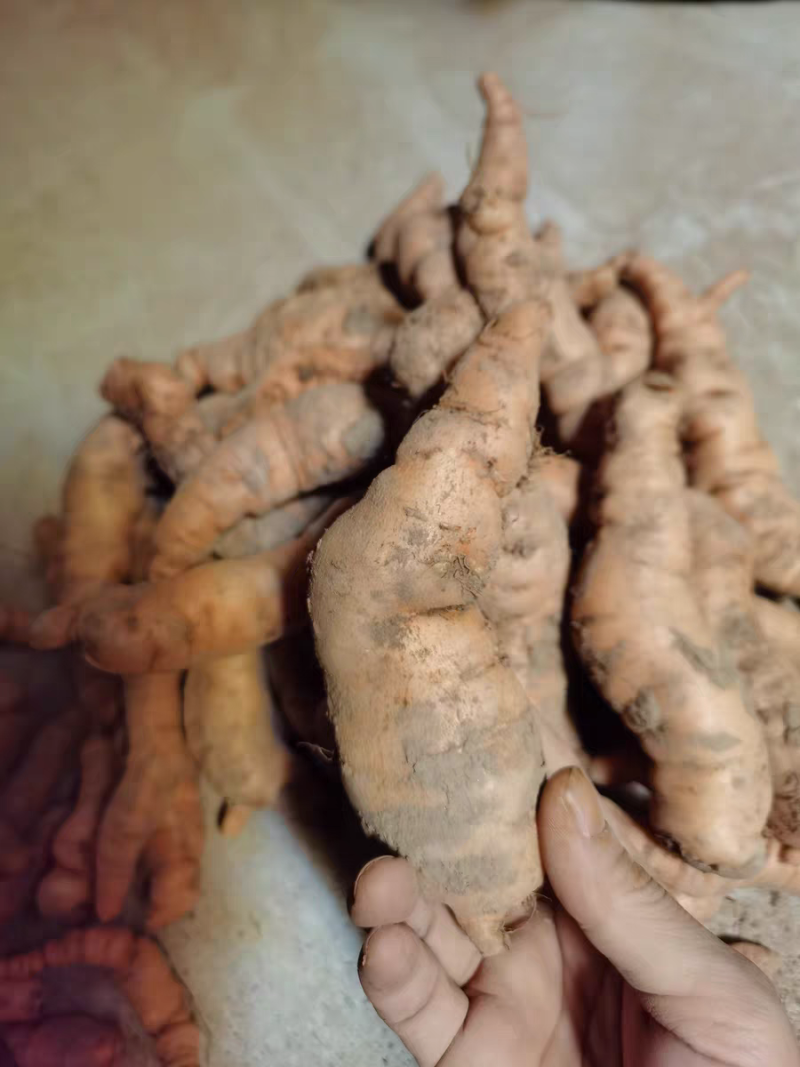 现挖新鲜怀地黄正宗河南焦作怀庆府鲜生地黄做菜特产产地直发