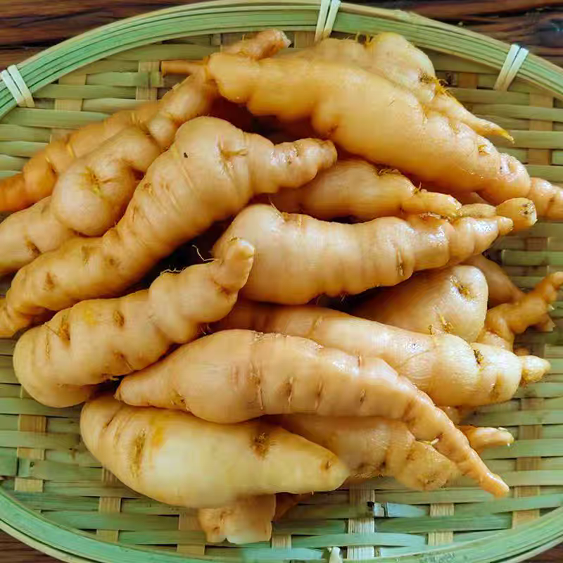 现挖新鲜怀地黄正宗河南焦作怀庆府鲜生地黄做菜特产产地直发