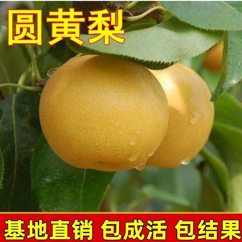 山东烟台莱阳家庭农场**甜圆黄梨即将上市