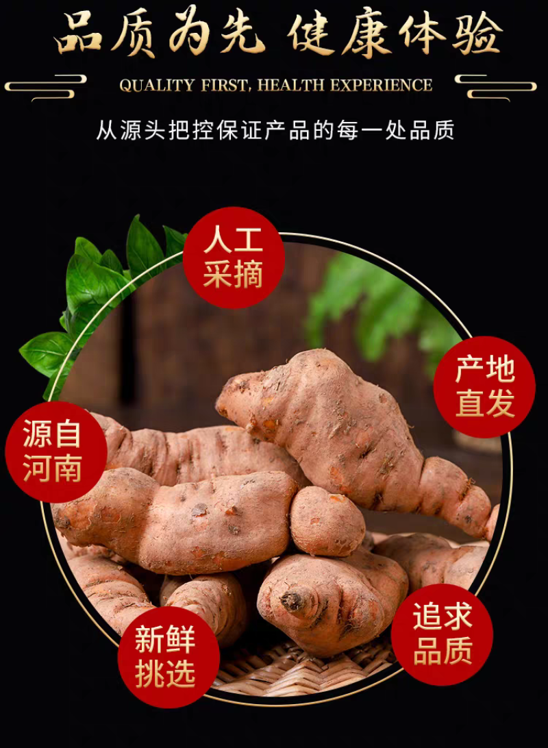现挖新鲜怀地黄正宗河南焦作怀庆府鲜生地黄做菜特产产地直发