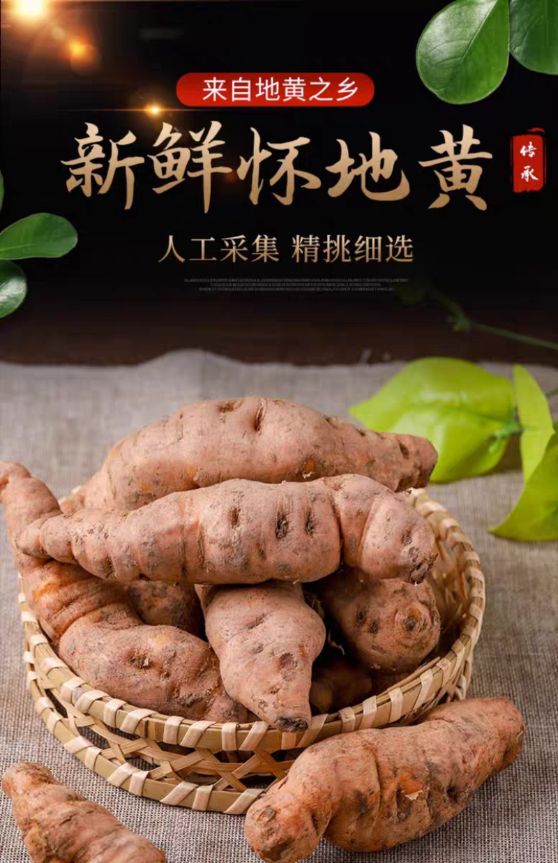 现挖新鲜怀地黄正宗河南焦作怀庆府鲜生地黄做菜特产产地直发