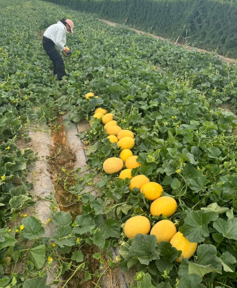 金色年华内蒙古黄金蜜瓜大量现货供应，品种齐全货发全国