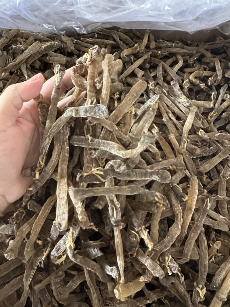 广西北海沙虫干工厂直销价格有优势欢迎联系