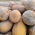 优质南瓜