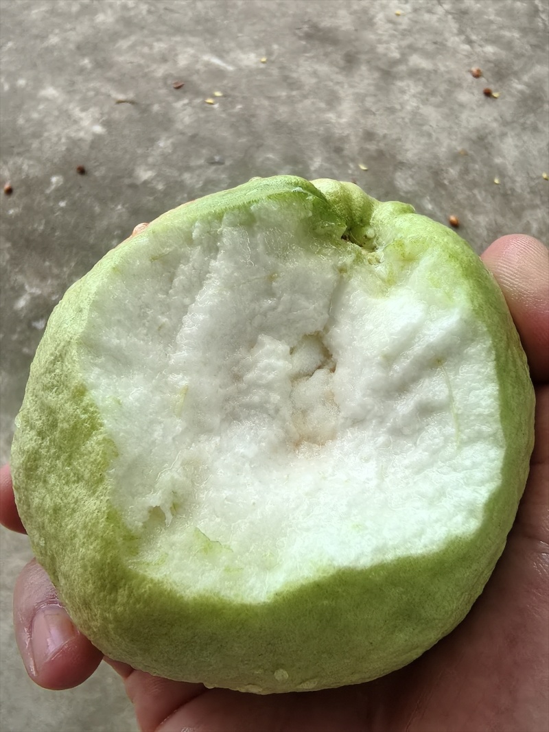 南沙蕃石榴