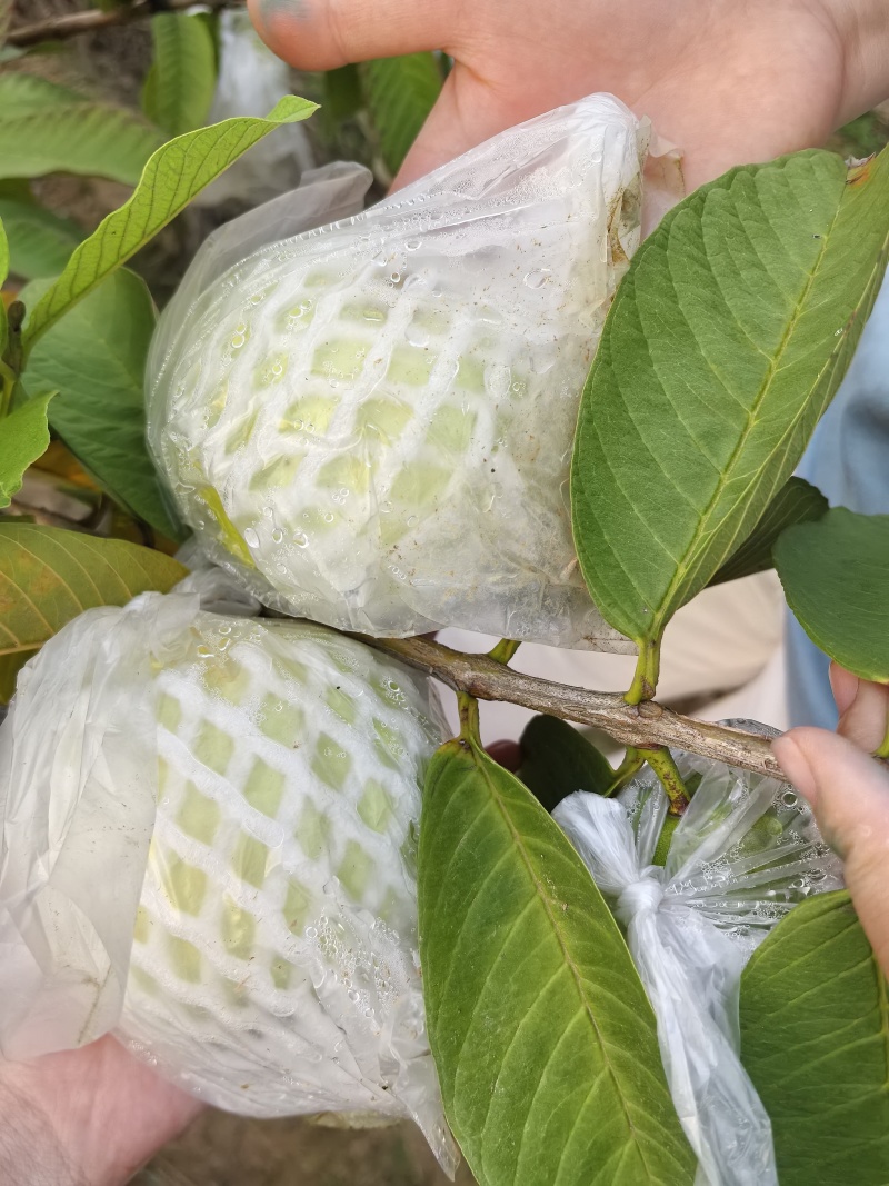 南沙蕃石榴