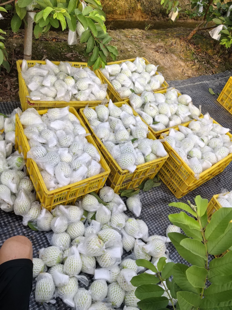 南沙蕃石榴