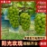 湖北荆州公安晴王葡萄，产地直发一手货源一站式采购全程无忧