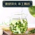 莲子芯各种规格2斤包邮量大优惠