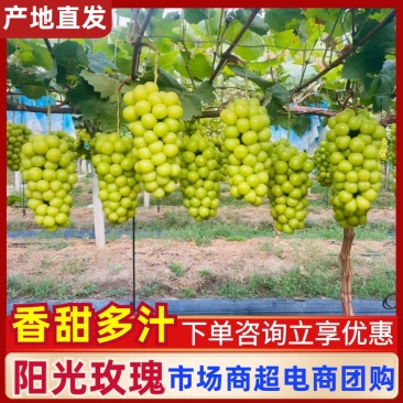湖北潜阳光玫瑰，基地直发，大量有货，欢迎各位老板咨询采购